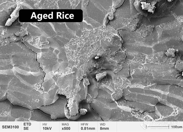 Figura 2 Morfologia microestrutural do endosperma central de arroz novo e arroz envelhecido