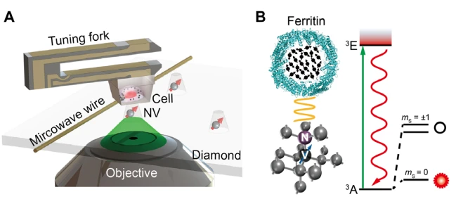aplicações-nvcenter-cell pesquisa-célula de ferritina