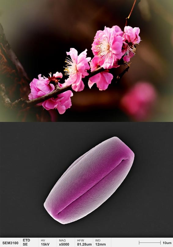 aplicações-pólen-micromorfologia-flor de ameixa
