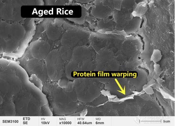 Figura 3 Morfologia microestrutural do filme protéico na superfície do arroz novo e do arroz envelhecido