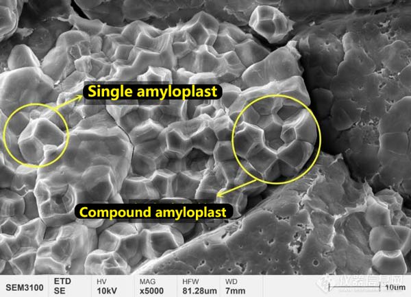 Figura 4 Microestrutura dos grânulos de amido do endosperma do arroz novo