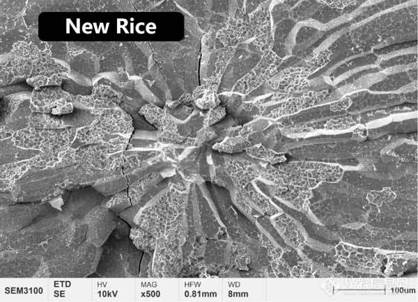 Figura 2 Morfologia microestrutural do endosperma central de arroz novo e arroz envelhecido