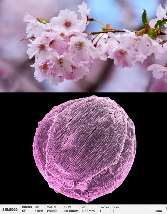 aplicações-pólen-micromorfologia-flor de cerejeira