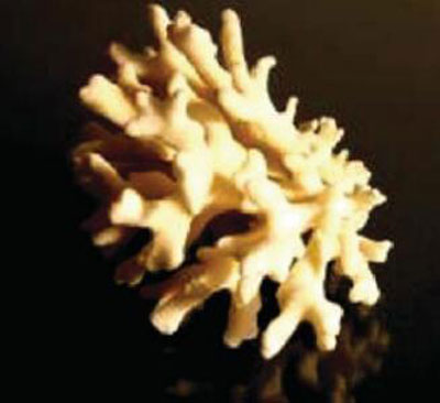 aplicações-estudo-de-amostra-de-corais.jpg