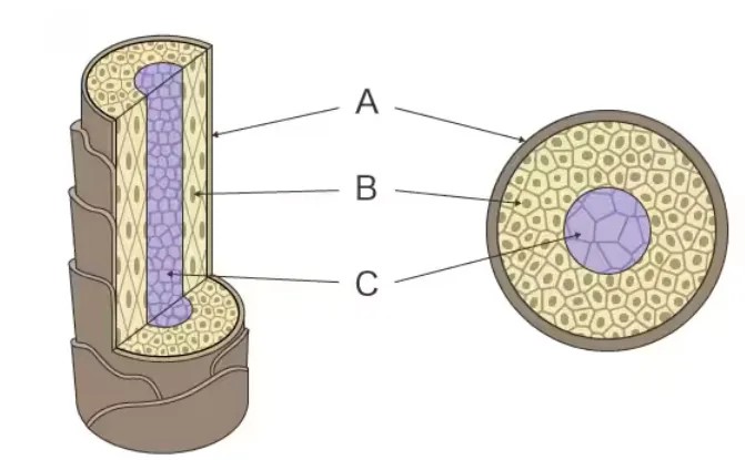 Microscópio eletrônico de varredura de filamento de tungstênio CIQTEK