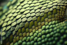 Microscopia eletrônica de varredura por emissão de campo (FESEM) na pele de lagarto: um estudo do mecanismo de cor da pele de lagarto