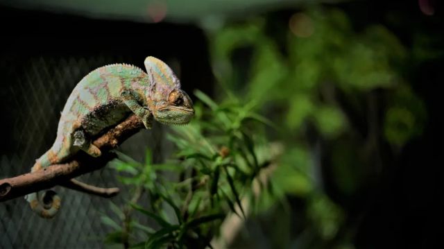 A ciência por trás da mudança de cor em lagartos: insights do microscópio eletrônico de varredura de emissão de campo CIQTEK